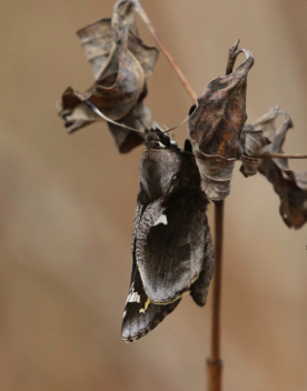 Yucca Giant-Skipper